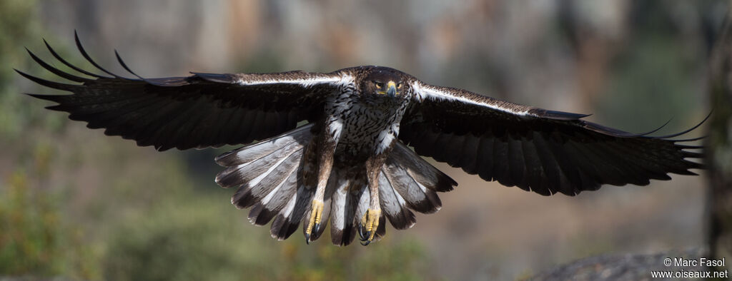 Aigle de Bonelli femelle adulte, Vol