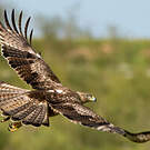 Aigle de Bonelli