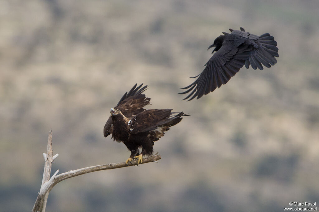 Aigle ibériqueadulte