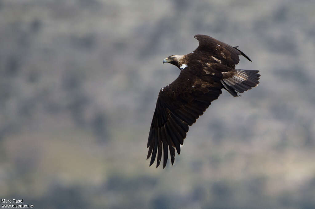 Spanish Imperial Eagleadult, pigmentation, Flight