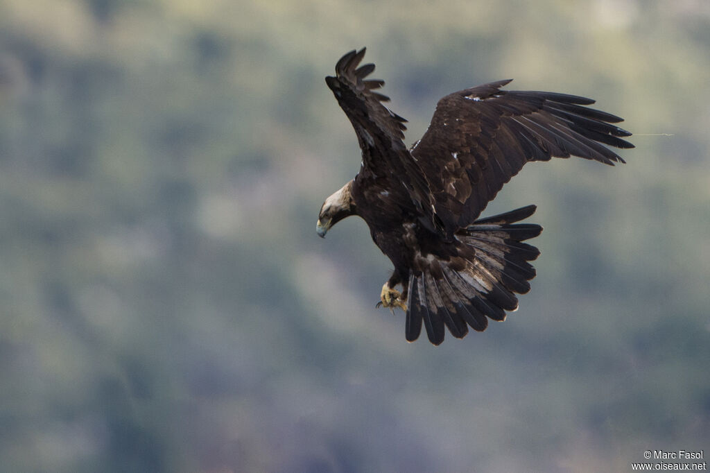 Aigle ibériqueadulte, Vol