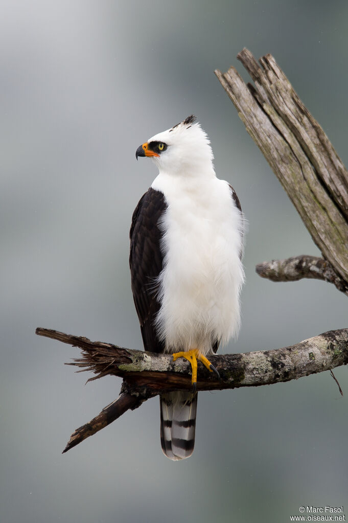 Aigle noir et blancadulte, identification