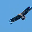 Aigle pomarin
