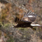Aigle royal
