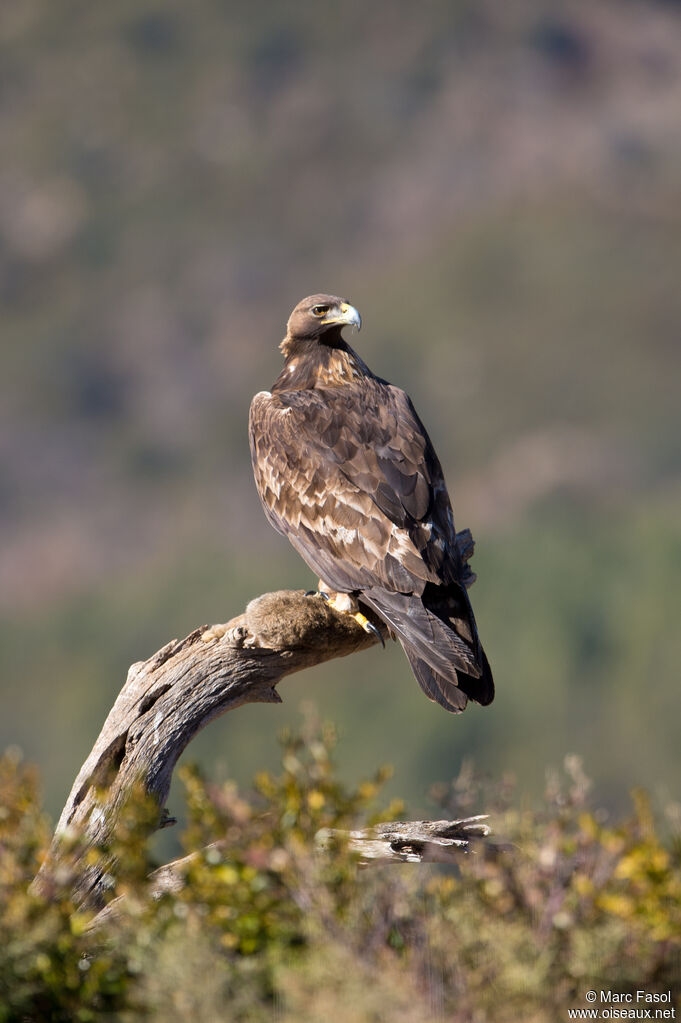 Aigle royaladulte nuptial, régime