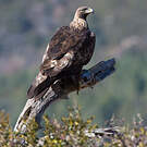 Aigle royal