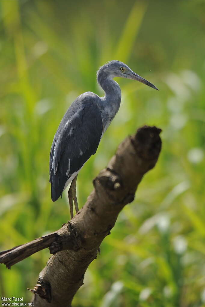 Aigrette bleue2ème année, identification, pigmentation