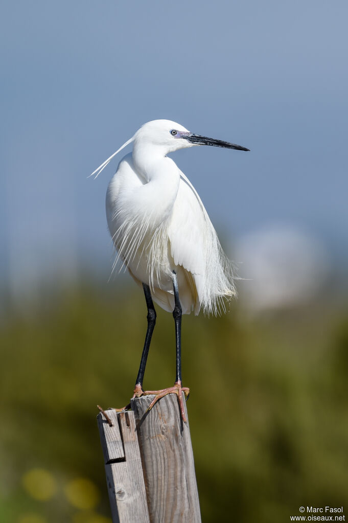 Little Egretadult breeding, identification