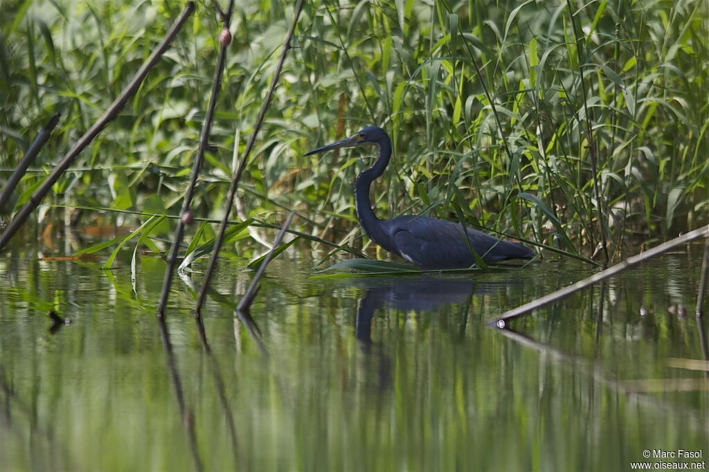Tricolored Heronadult post breeding, Behaviour