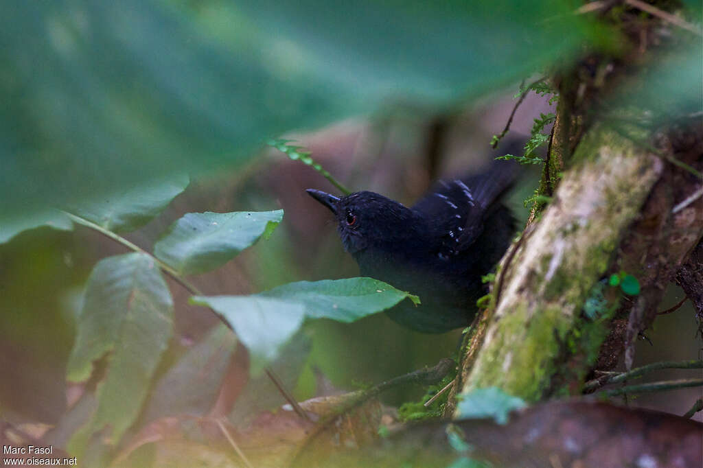 Esmeraldas Antbird
