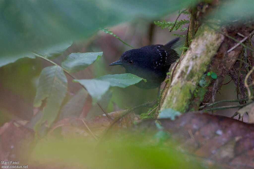 Esmeraldas Antbird