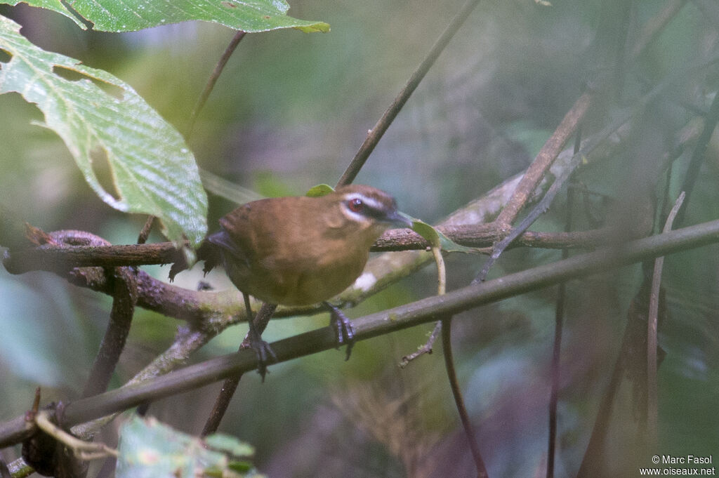 Alapi de Ménétries femelle adulte, identification