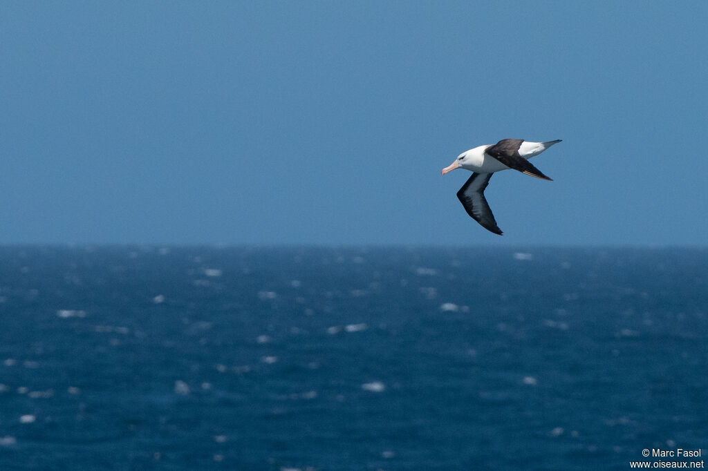Albatros à sourcils noirsadulte internuptial, identification, Vol