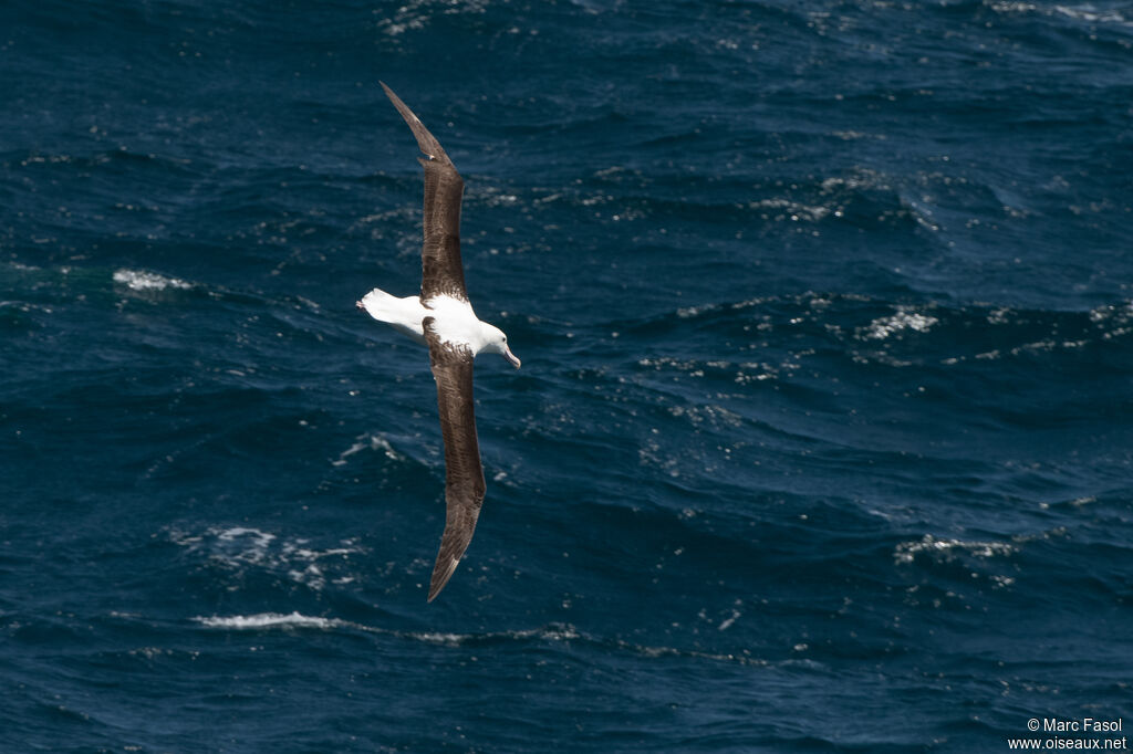 Albatros royal du Nordadulte, Vol
