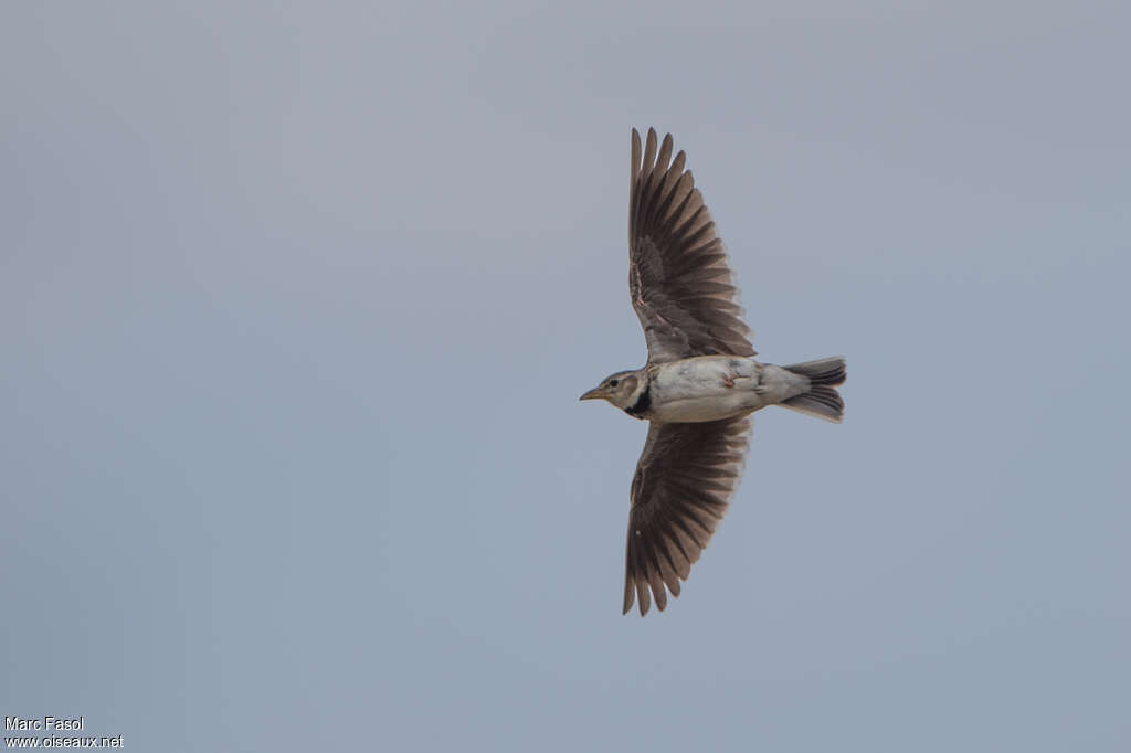 Calandra Larkadult, Flight