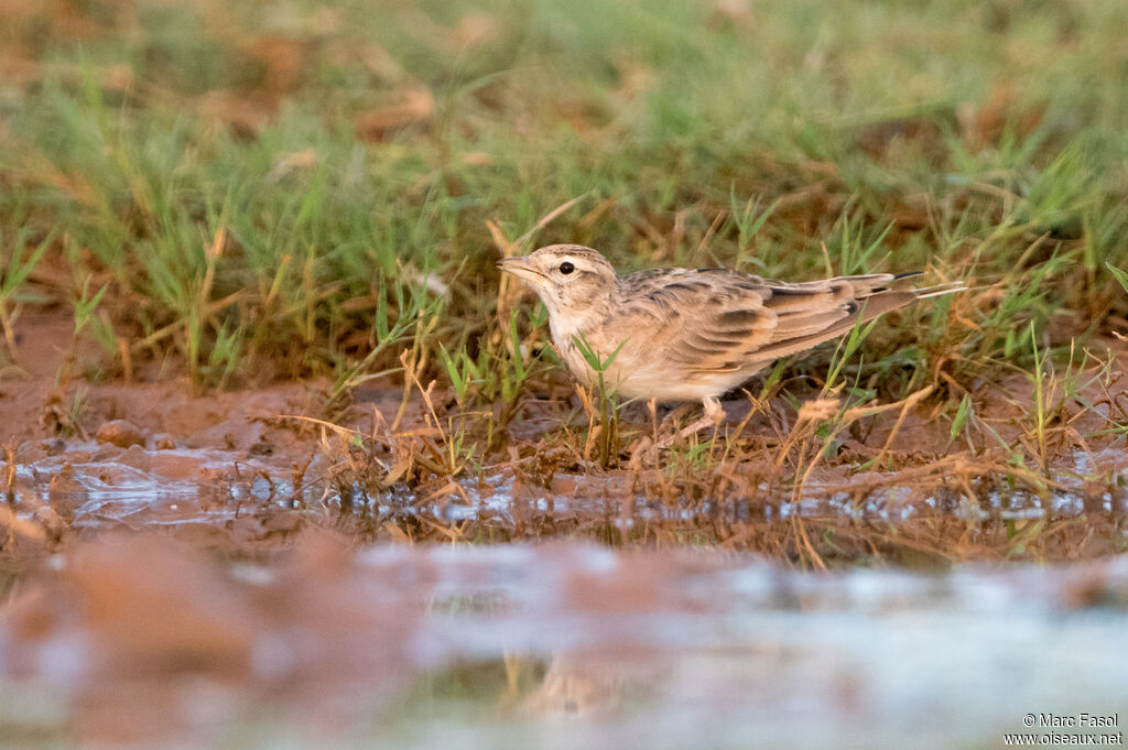Greater Short-toed Larkadult, drinks