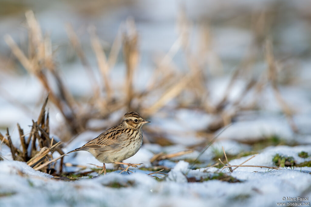 Woodlarkadult, walking, Behaviour