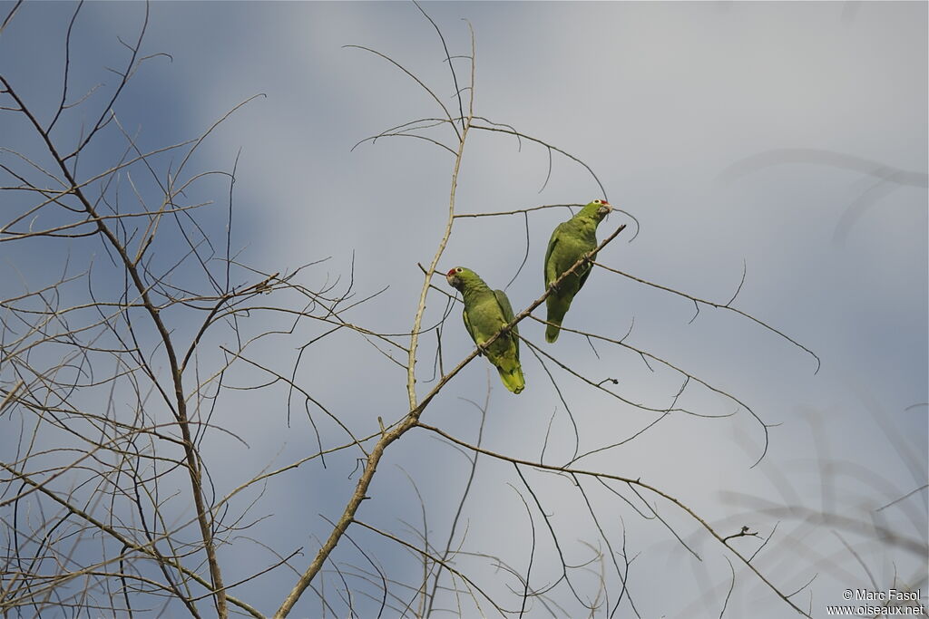 Red-lored Amazon adult, identification