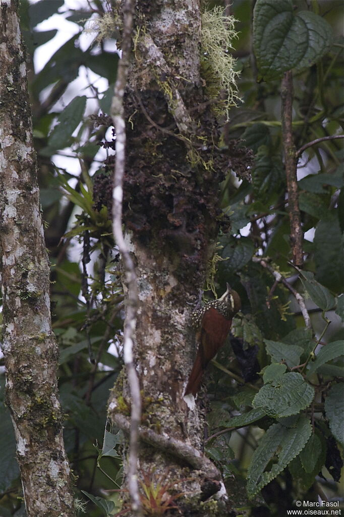 Anabasitte perléeadulte, identification, Comportement