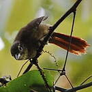 Anabate montagnard