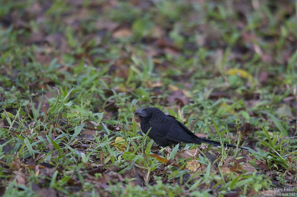 Ani à bec canneléadulte, identification