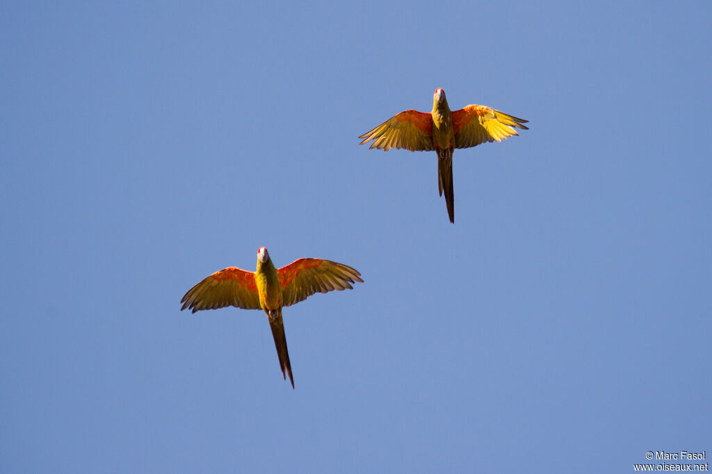 Red-fronted Macawadult, Flight