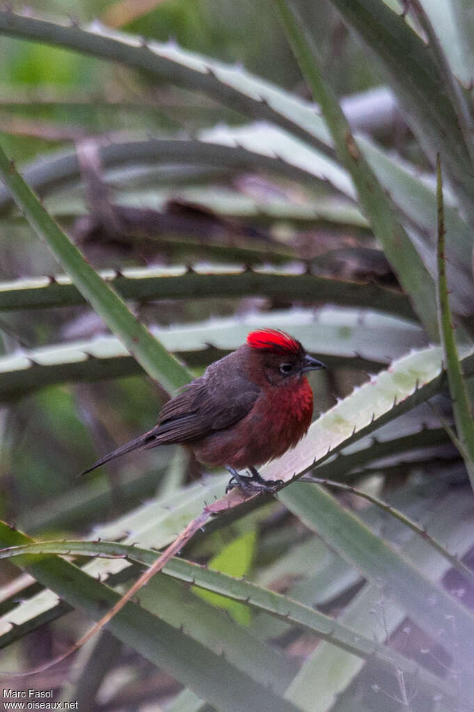 Red Pileated Finch male adult, identification