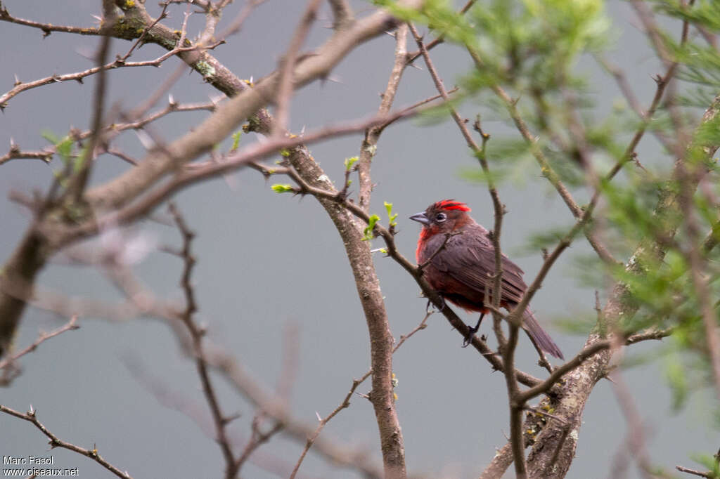 Red Pileated Finch male adult, identification