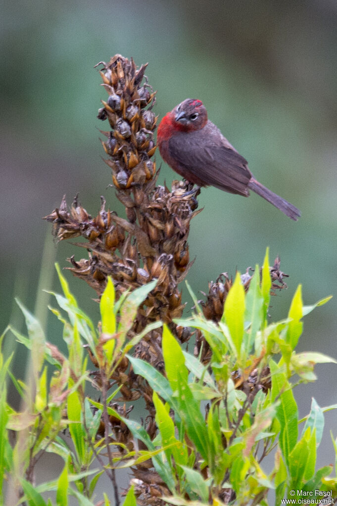 Red Pileated Finch male adult, identification, eats