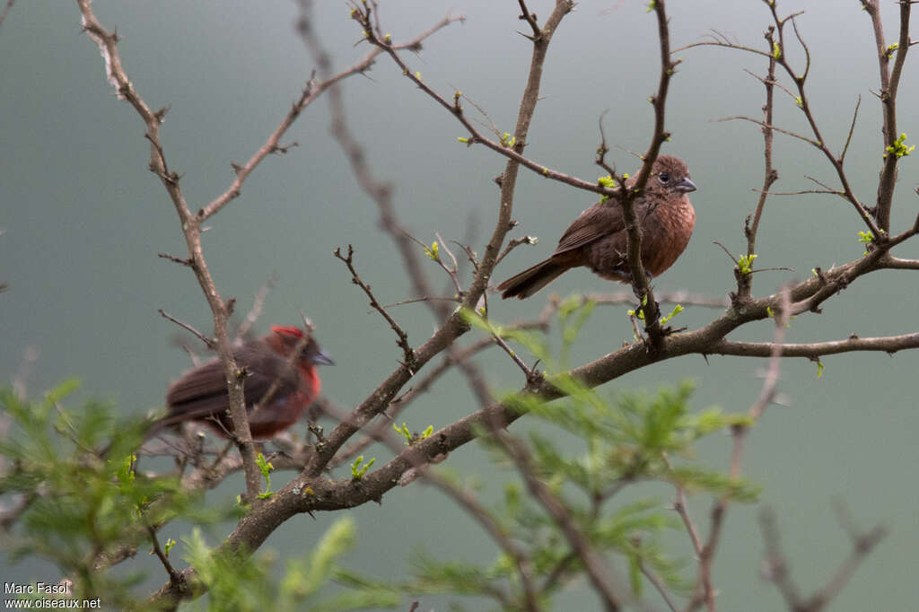 Red Pileated Finch female adult, identification