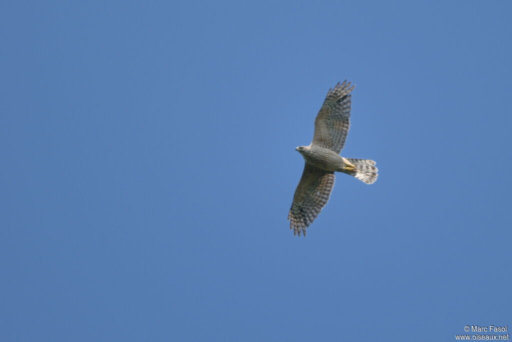 Eurasian Goshawk female Second year, Flight