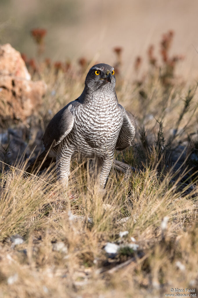 Eurasian Goshawk female adult, identification