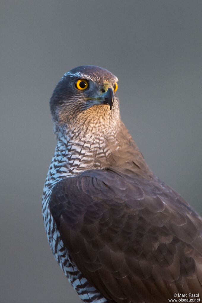 Eurasian Goshawk female adult, close-up portrait