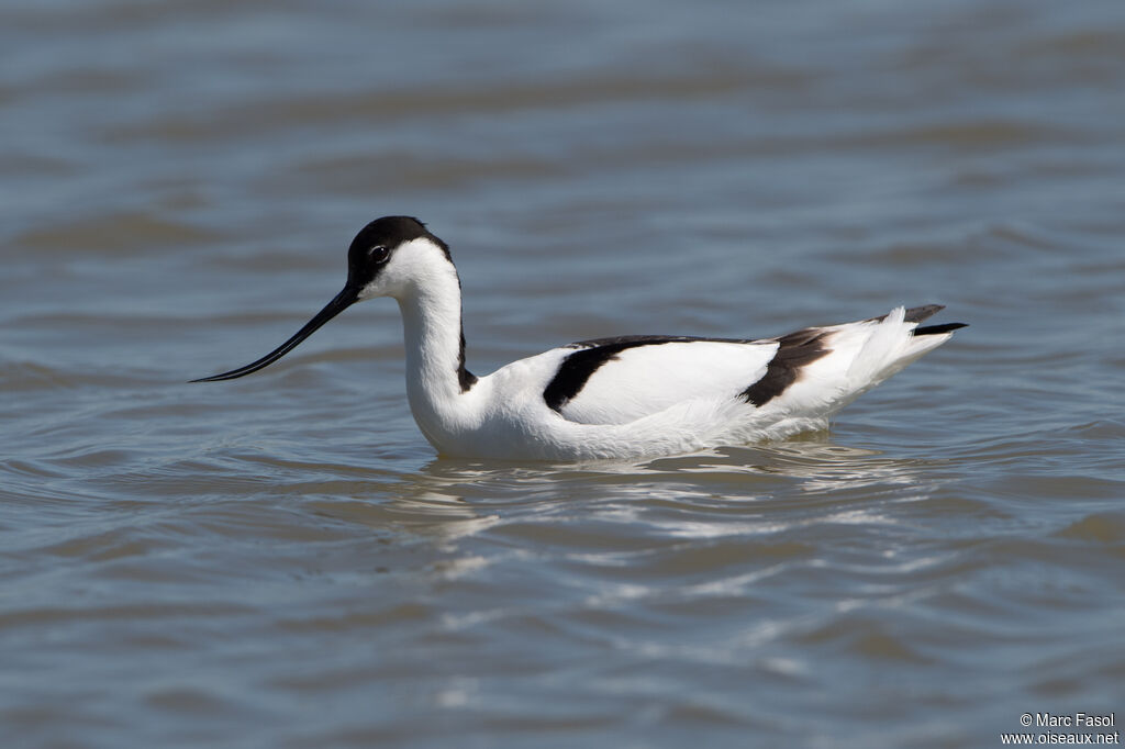 Avocette éléganteadulte nuptial, identification