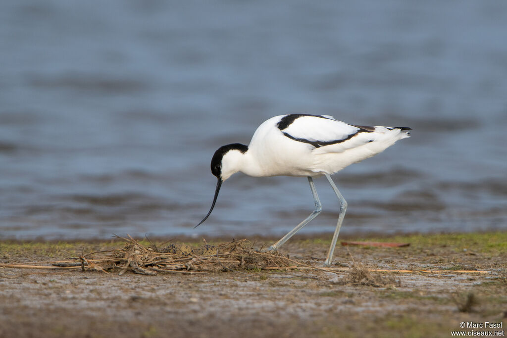 Avocette éléganteadulte nuptial, identification, Nidification
