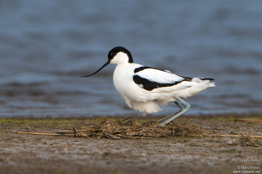 Avocette éléganteadulte nuptial, identification, Nidification