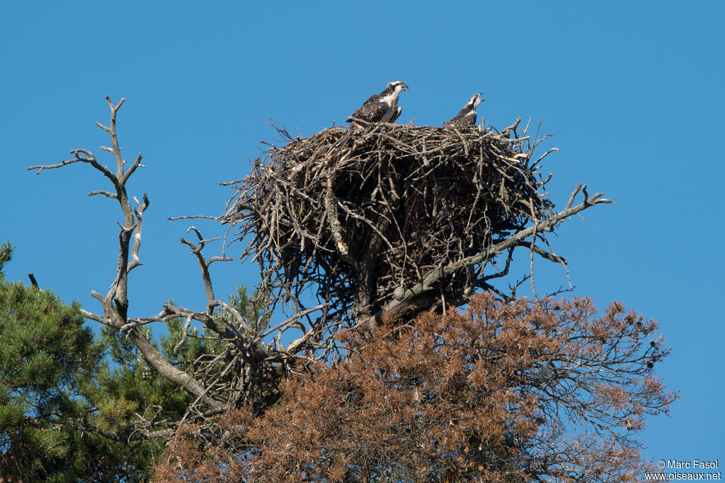 Ospreyjuvenile, Reproduction-nesting