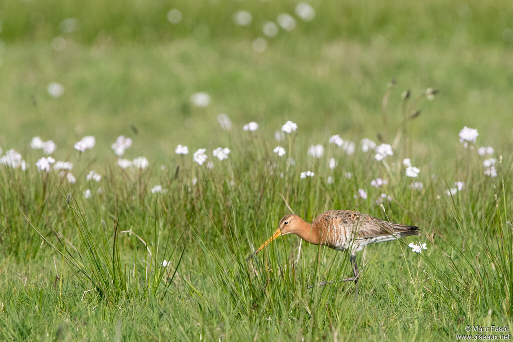 Barge à queue noireadulte nuptial, régime