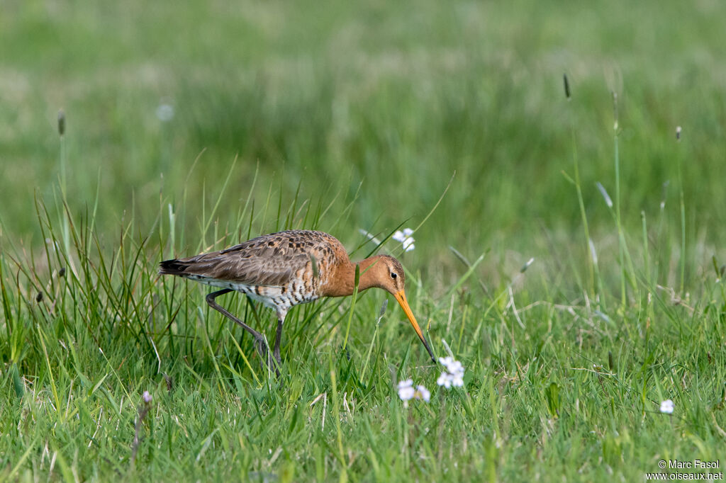 Barge à queue noireadulte nuptial, identification, pêche/chasse