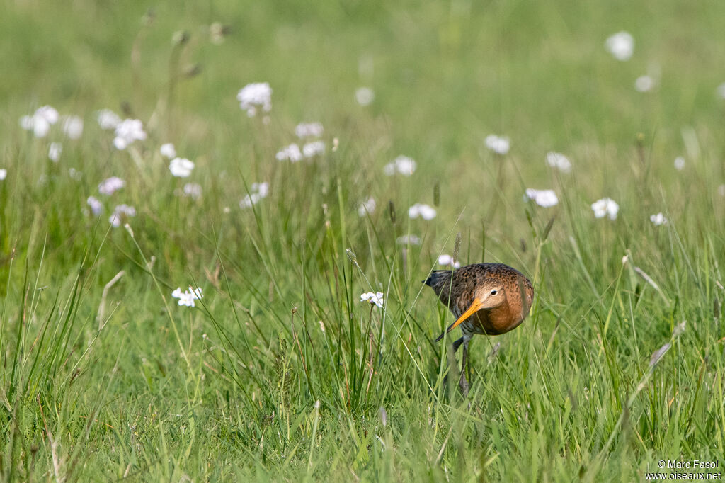 Barge à queue noireadulte nuptial, pêche/chasse
