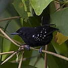 Batara bleuâtre