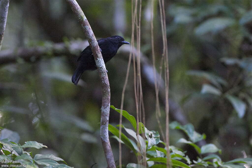 Cocha Antshrike
