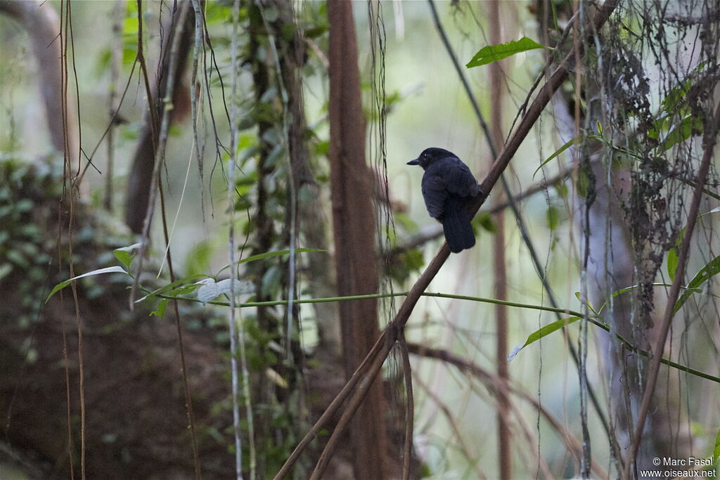 Cocha Antshrike