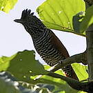 Batara mantelé