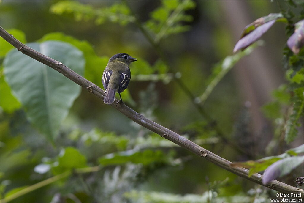 Bécarde barrée mâle juvénile, identification