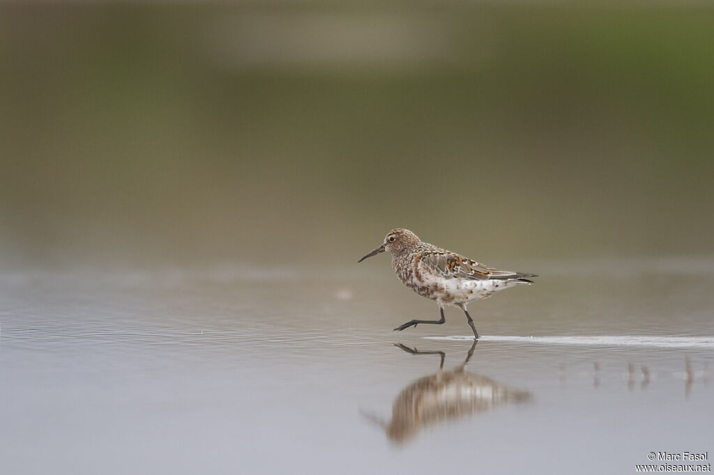 Curlew Sandpiperadult post breeding, identification