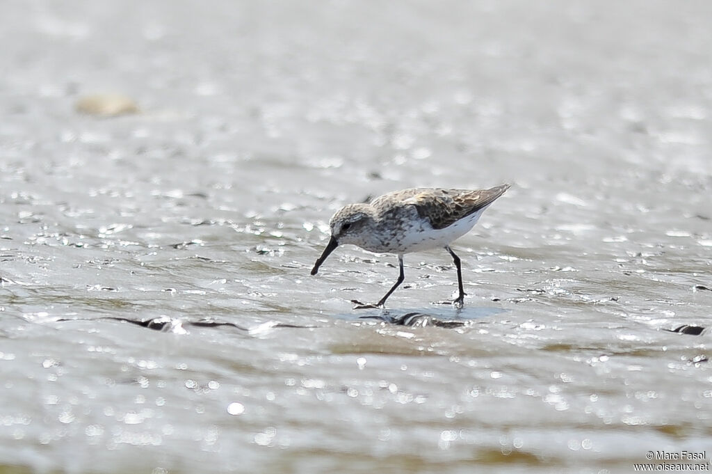 Western Sandpiperadult post breeding, identification, walking