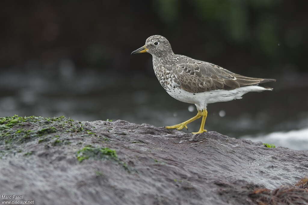 Surfbirdadult, identification, Behaviour