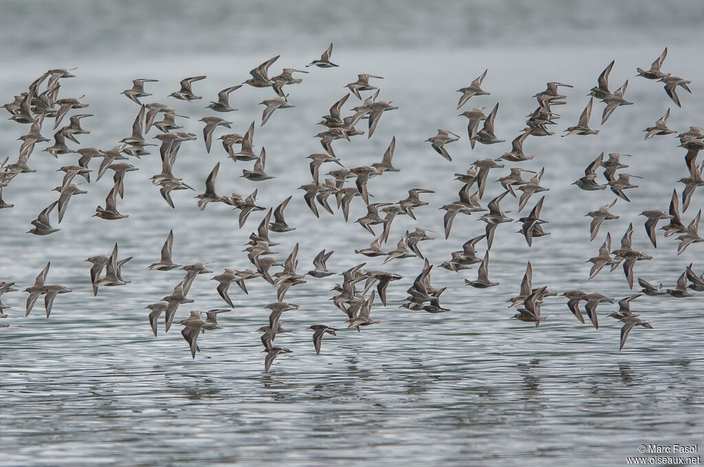 Red Knot, Flight