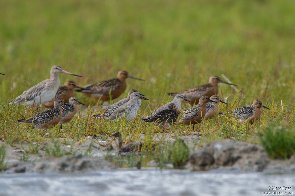 Red Knot